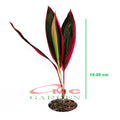 Bibit Tanaman Hias Hanjuang Andong Sawang Daun Merah HANJUANG-M-1020