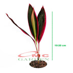 Bibit Tanaman Hias Hanjuang Andong Sawang Daun Merah HANJUANG-M-1020