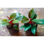 Philodendron Red Congo Kongo Petite Philo Dwarf Tanaman Hias 1015