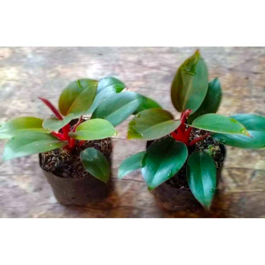 Philodendron Red Congo Kongo Petite Philo Dwarf Tanaman Hias 1015