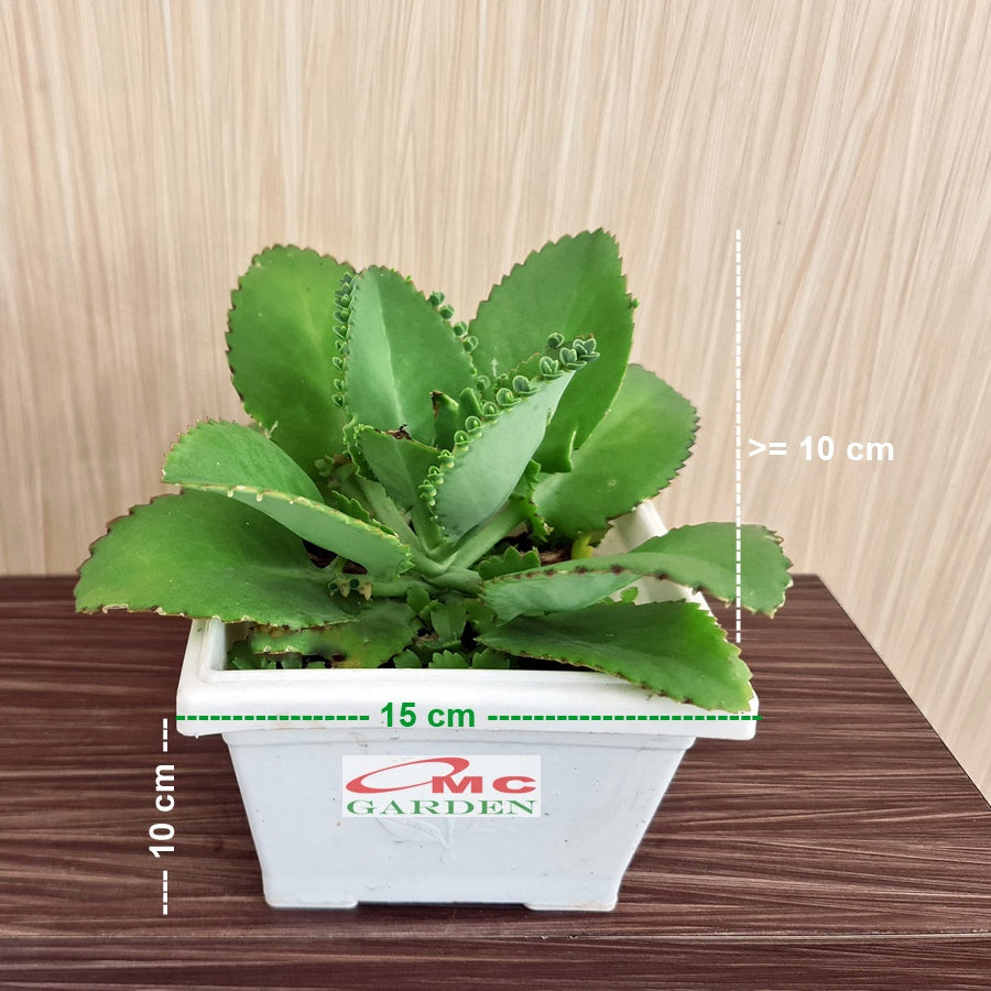 Cocor Bebek Suru Sukulen Sekulen Bryophyllum Pinnatum Tanaman Hias Bibit 25-30