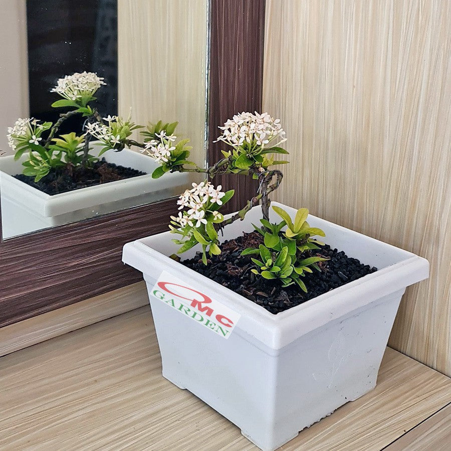 Tanaman Hias Bonsai Bonsae Mame Soka Mini Asoka Jepang Ixora Putih B-SMPTH-001