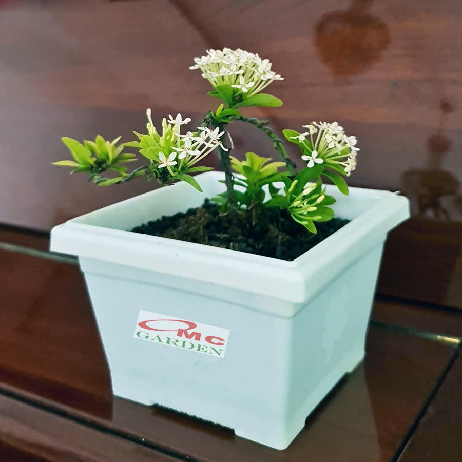 Tanaman Hias Bonsai Bonsae Mame Soka Mini Asoka Jepang Ixora Putih B-SMPTH-001
