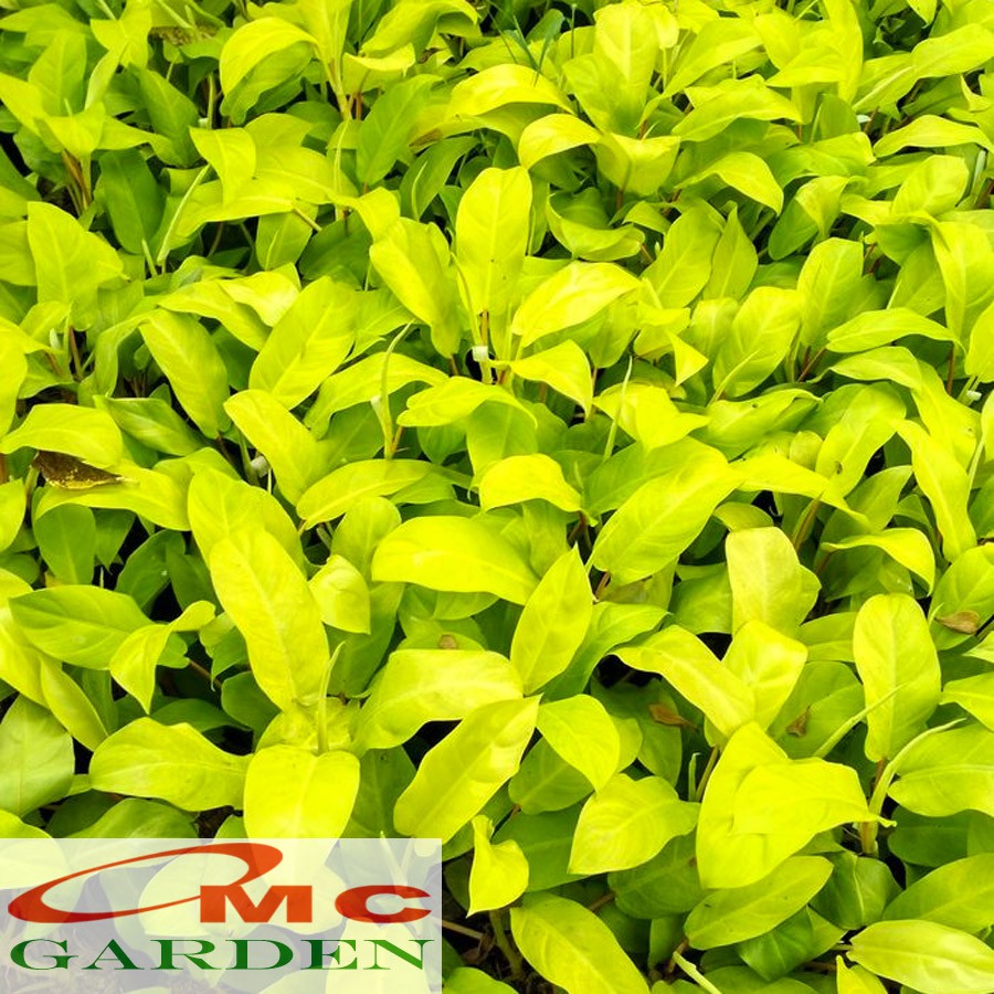 Srigading Sri Gading Kuning Sirih Gading Centong Philodendron Golden Moonlight Lemon Tanaman Hias