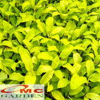 Srigading Sri Gading Kuning Sirih Gading Centong Philodendron Golden Moonlight Lemon Tanaman Hias