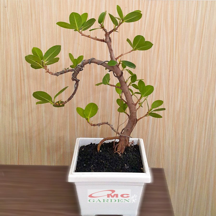 Tanaman Hias Pohon Bonsai Mame Beringin Korea Mini Dolar B-BK-002