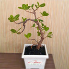 Tanaman Hias Pohon Bonsai Mame Beringin Korea Mini Dolar B-BK-002