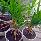 Bibit Pandan Wangi Pohon Tanaman Daun Pandanus Amaryllifolius PANDAN-2030