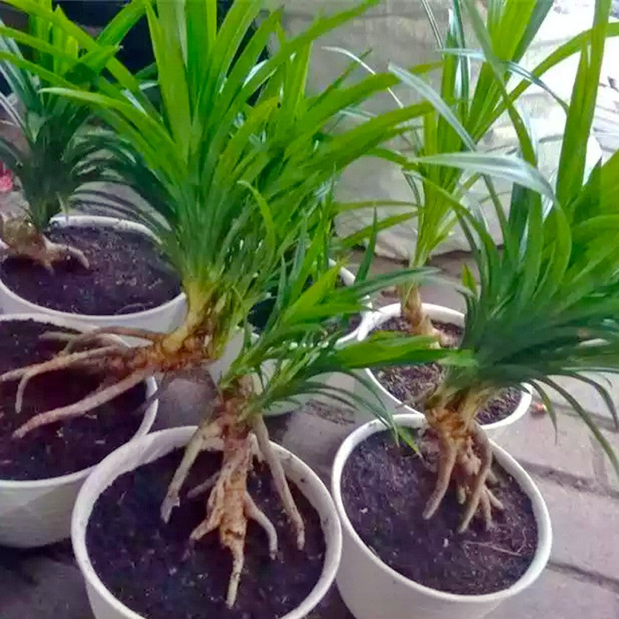 Bibit Pohon Tanaman Daun Pandan Wangi Pandanus Amaryllifolius PANDAN-1020
