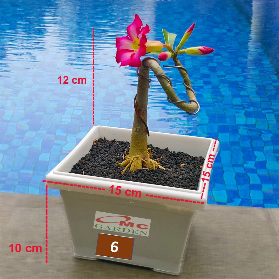 Tanaman Hias Bonsai Mame Adenium Arabicum Obesum Kamboja Jepang 005