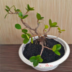 Tanaman Hias Pohon Bonsai Mame Beringin Korea Mini Dolar B-BK-013