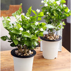 Bonsai Bonsae Bunga Melati Putih Wangi Harum Jasminum Sambac Tanaman Hias 001