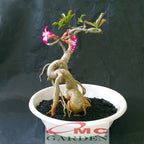 Tanaman Hias Bonsai Adenium Arabicum Obesum Kamboja Jepang B-KJ-003TP