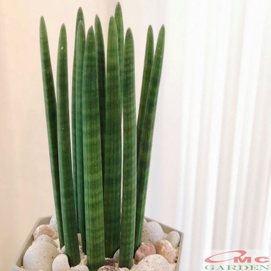 Lidah Mertua Sansevieria Sansivera Sansiviera Sensiviera Sp Cylindrica Bojer Tombak Belut LMC-4050