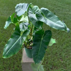 Philodendron Philo Brekele Burle Marx Tanaman Hias PBR-1020