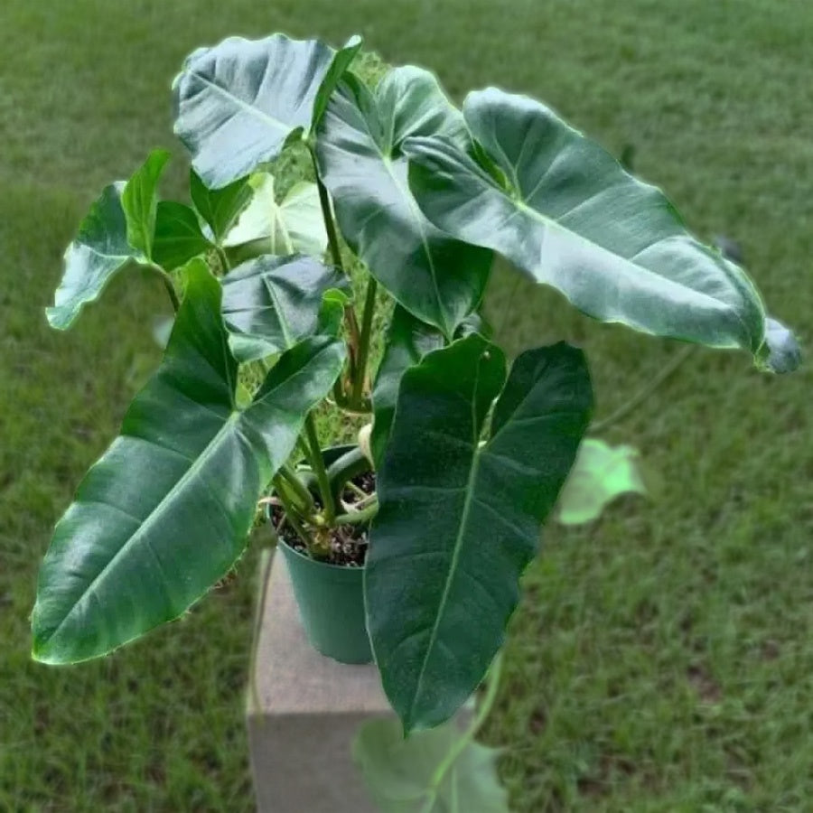 Philodendron Philo Brekele Burle Marx Tanaman Hias PBR-1020