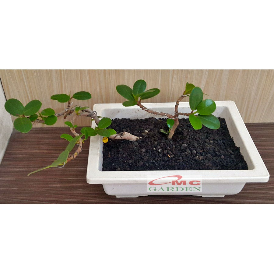 Tanaman Hias Pohon Bonsai Mame Beringin Korea Mini Dolar B-BK-015