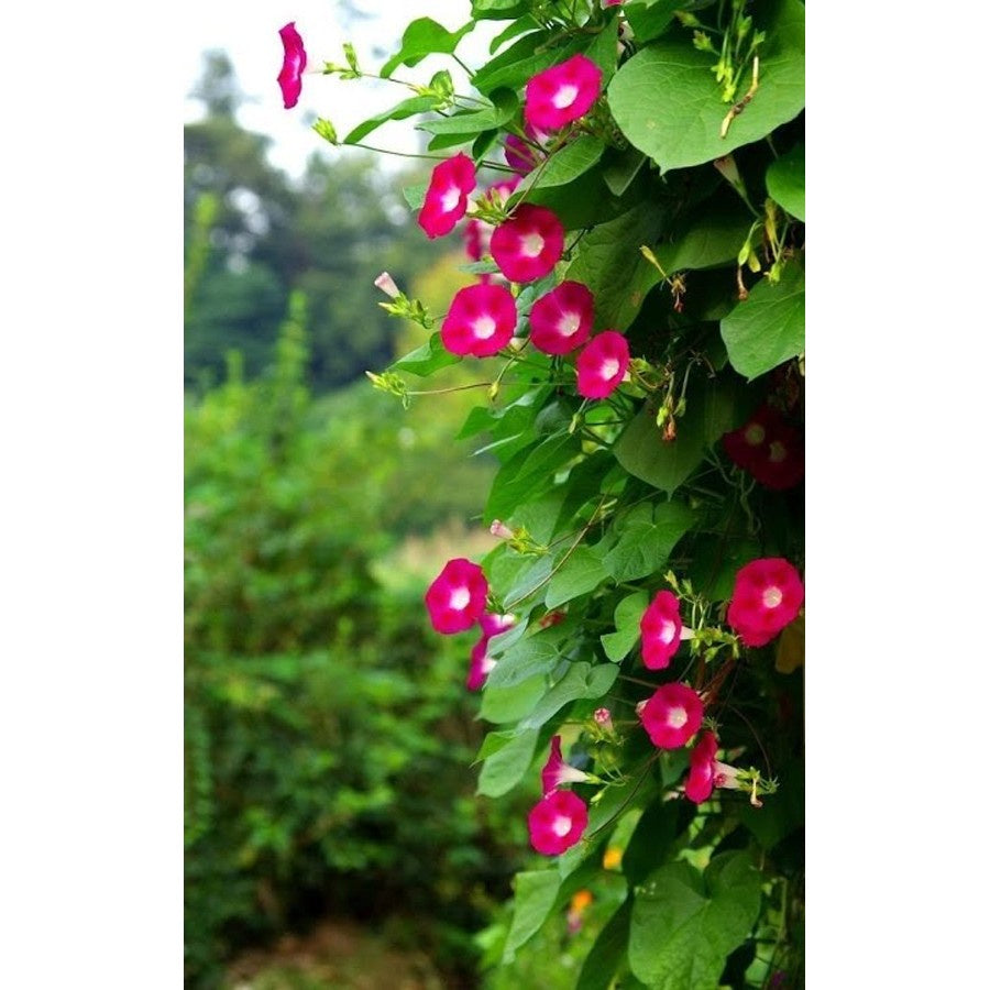 Morning Glory Bibit Pohon Tanaman Rambat Berakar Merah Scarlet Ohara MG-MU-2030
