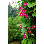 Morning Glory Bibit Pohon Tanaman Rambat Berakar Merah Scarlet Ohara MG-MU-2030