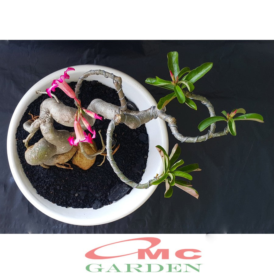 Tanaman Hias Bonsai Adenium Arabicum Obesum Kamboja Jepang B-KJ-003TP