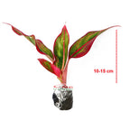 Aglonema Red Lipstick Lipstik Merah Siam Aurora Sri Rejeki Srirezeki Tanaman Hias 1015