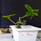 Tanaman Hias Pohon Bonsai Mame Beringin Korea Mini Dolar B-BK-008