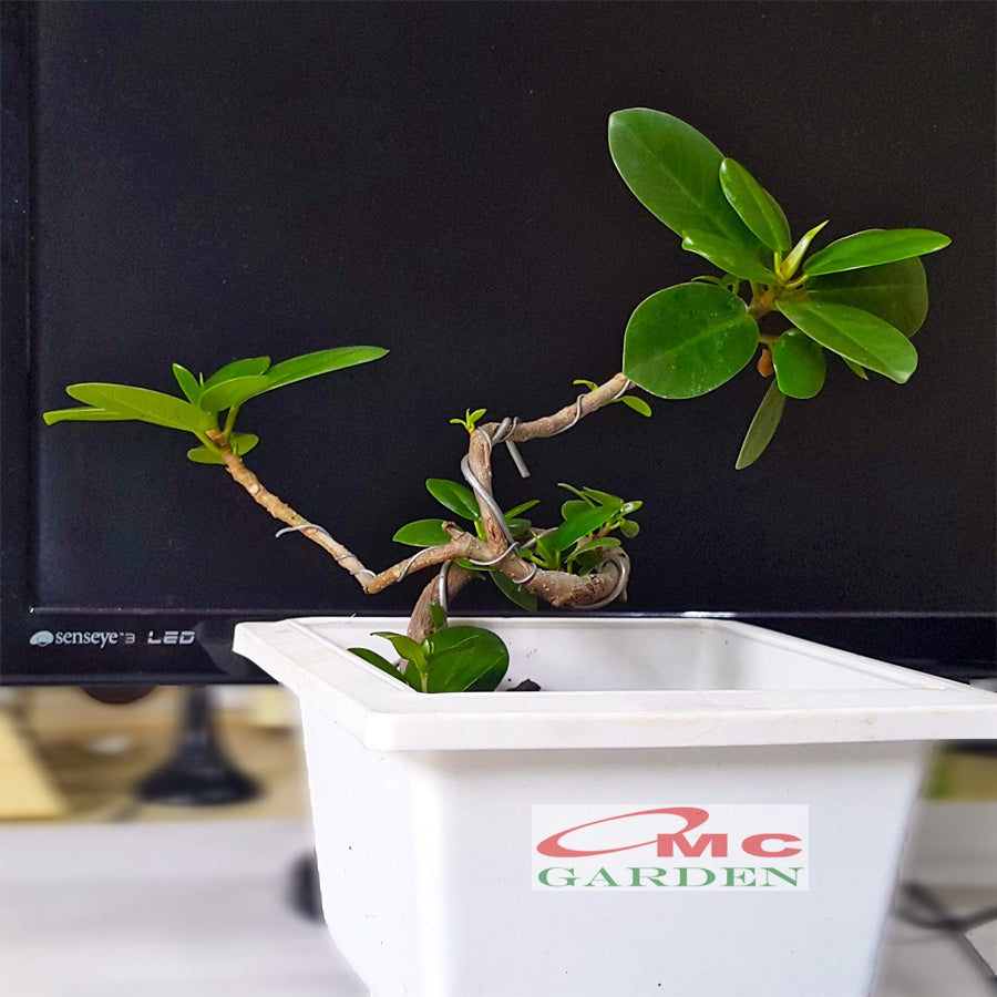 Tanaman Hias Pohon Bonsai Mame Beringin Korea Mini Dolar B-BK-008