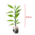 Zig Zag Zigzag Plant Patah Tulang Euphorbia Tirucalli Pedilantus Tithymaloides Tanaman Hias 1020