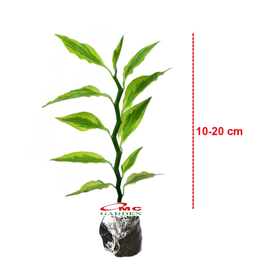 Zig Zag Zigzag Plant Patah Tulang Euphorbia Tirucalli Pedilantus Tithymaloides Tanaman Hias 1020