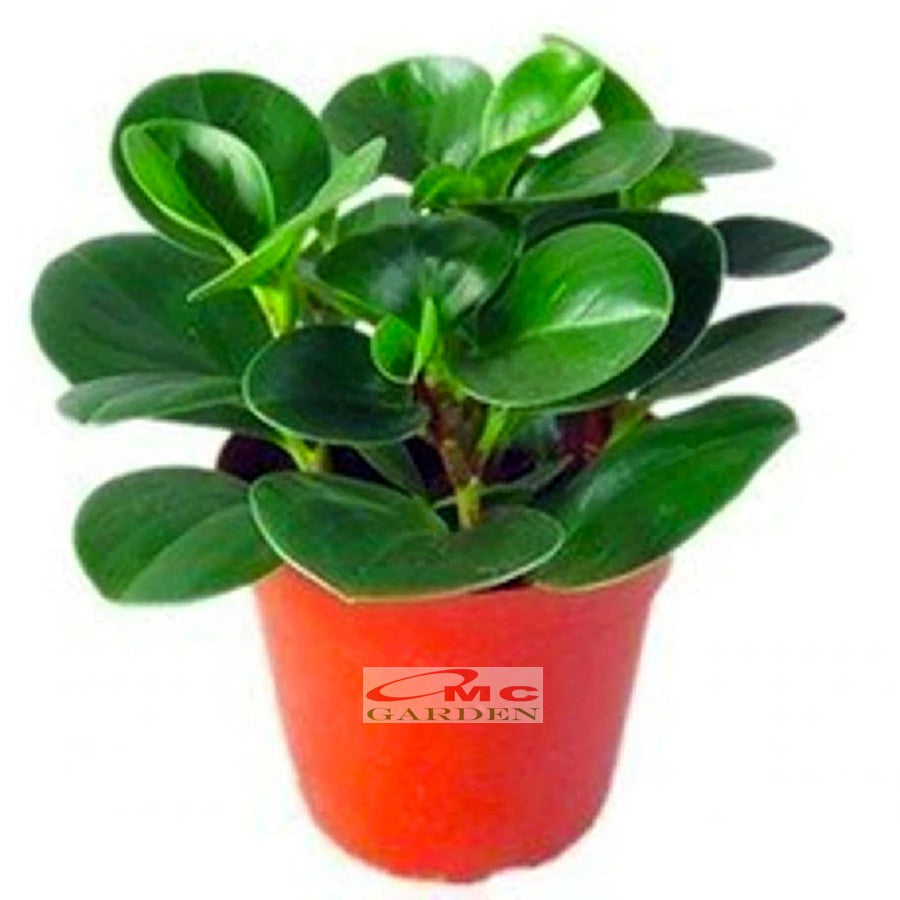 Tanaman Hias Teplan Peperomia Jade Hijau Indoor Air TPL-H-001