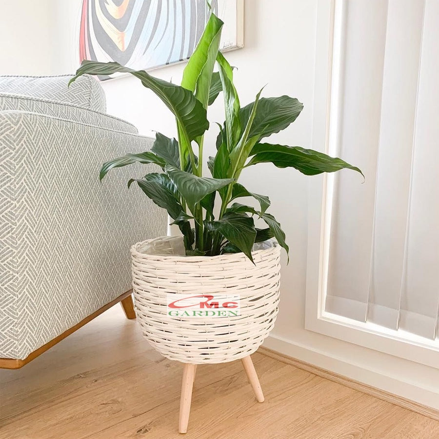 Tanaman Pohon Sepatu Filum Peace Lily Lili Spatyfhilum PS-3040
