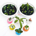 Tanaman Hias Sukulen Sekulen Mini Succulent Kaktus plus Pot Bola Warna SKLN-006-010