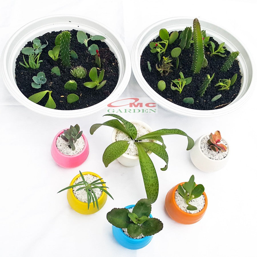Tanaman Hias Sukulen Sekulen Mini Succulent Kaktus plus Pot Bola Warna SKLN-001-005
