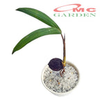 Tanaman Hias Pohon Bonsai Mame Palm Palem Raja Roystonea Regia Bibit B-PR-002