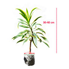 Tanaman Hias Dracaena Dracena Reflexa Wali Song of India SOI-3040