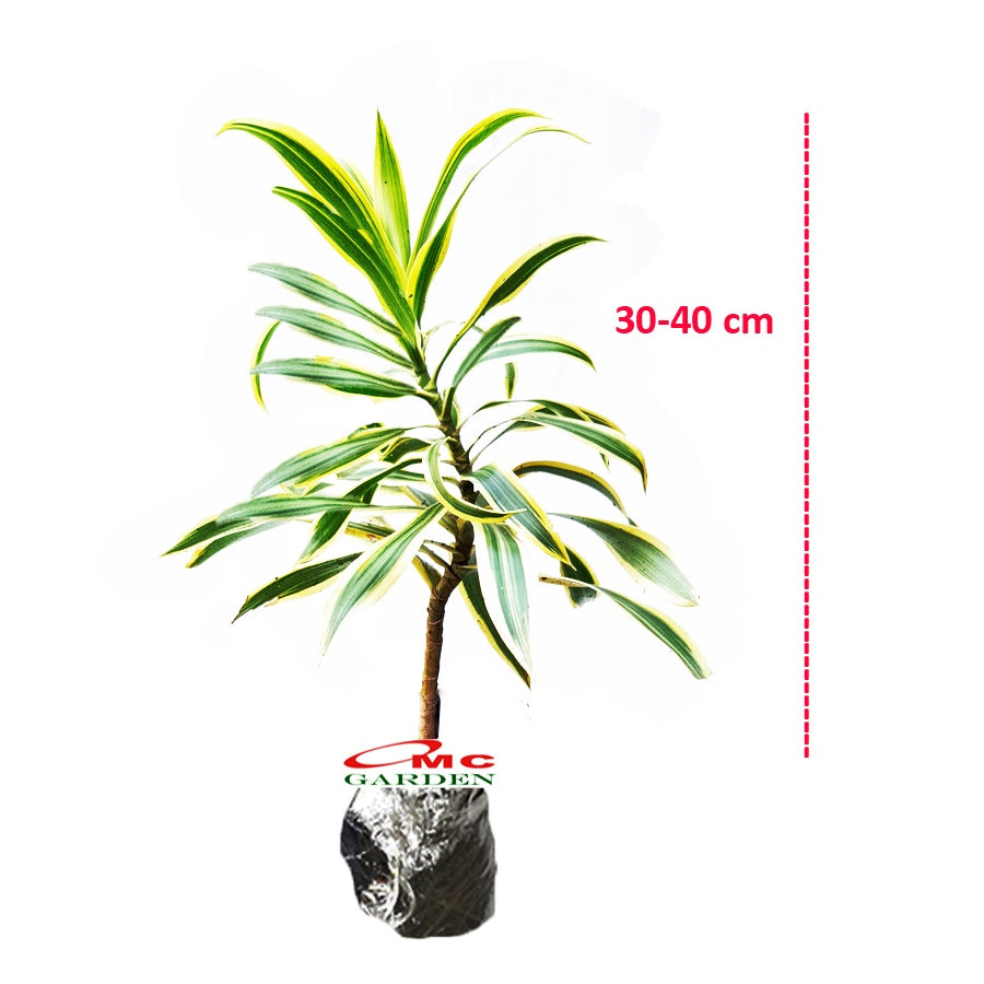 Tanaman Hias Dracaena Dracena Reflexa Wali Song of India SOI-3040