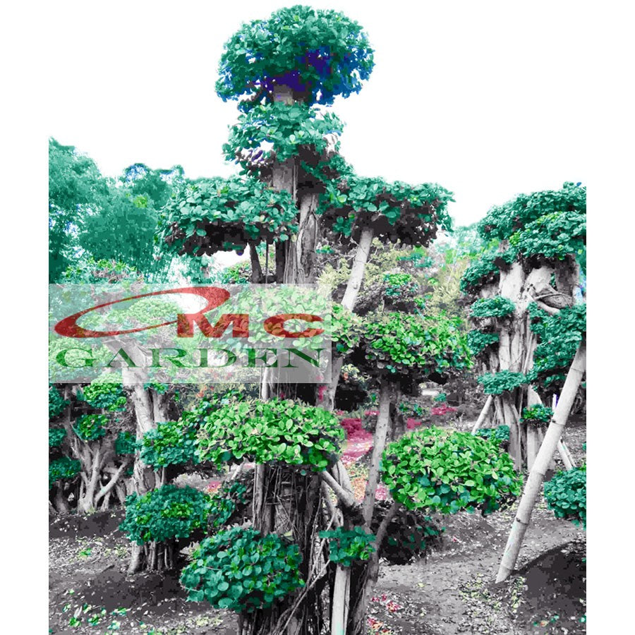 Tanaman Hias Pohon Bonsai Beringin Korea Mini Dolar Bibit