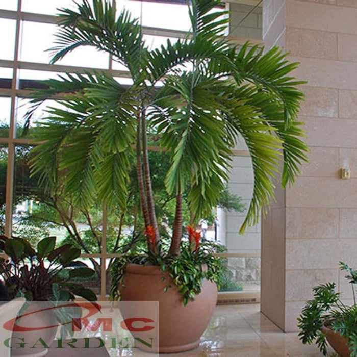 Palm Palem Putri Christmas Veitchia Adonidia Merrillii Tanaman Hias