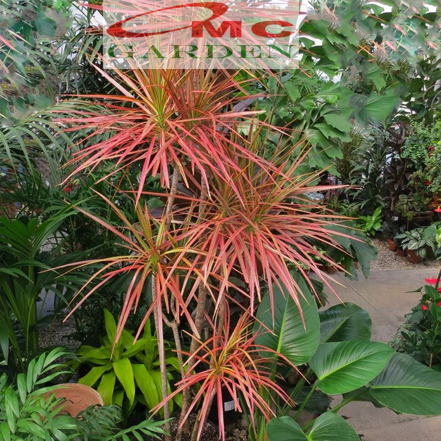 Dracaena Marginata Dragon Tree Tricolor Tri Color Merah Kuning Hijau Putih Tanaman Hias 90100