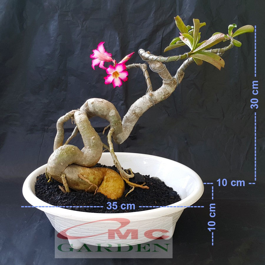 Tanaman Hias Bonsai Adenium Arabicum Obesum Kamboja Jepang B-KJ-003TP