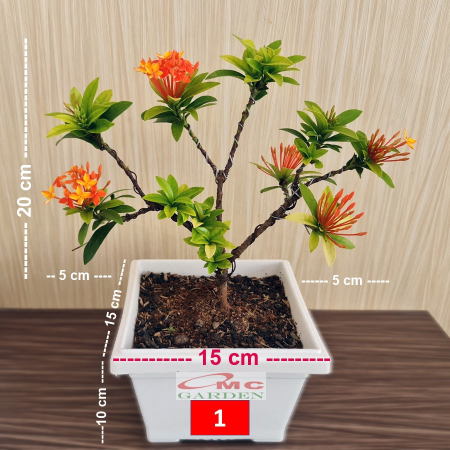 Tanaman Hias Bonsai Bonsae Mame Soka Mini Asoka Jepang Ixora Orange B-SMO-001