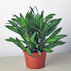 Song of Jamaica Jamaika Dracaena Dracena Reflexa Wali Tanaman 2030