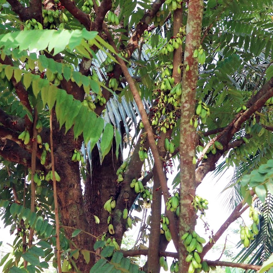 Bibit Belimbing Wuluh Sayur Pohon Tanaman Buah Obat Herbal 2030