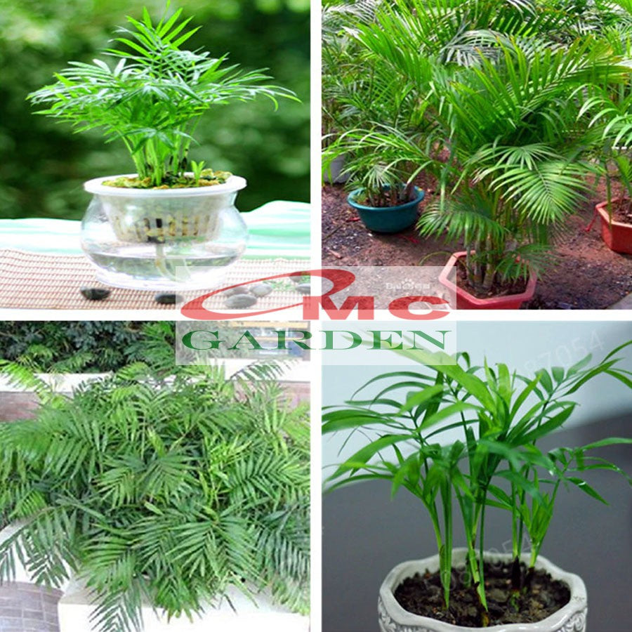 Tanaman Hias Palm Palem Bambu Chamaedorea Komodoria Comodorya PB-5060