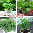 Tanaman Hias Palm Palem Bambu Chamaedorea Komodoria Comodorya PB-5060