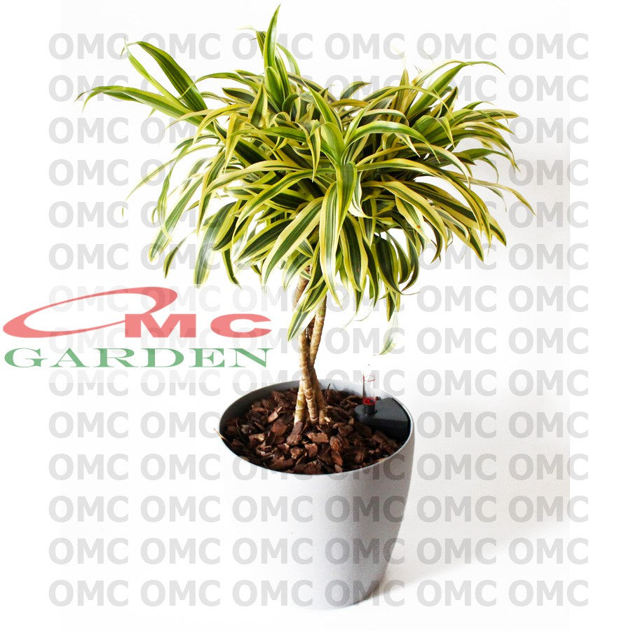 Tanaman Hias Dracena Reflexa Wali Song of India SOI-2030