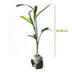 Tanaman Hias Palm Palem Raja Roystonea Regia Bibit PR-3040