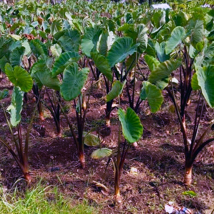 Talas Ungu Bentul Merah Hitam Wulung Taroblack Black Taro Bibit Tanaman 3050