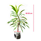 Tanaman Hias Dracaena Dracena Reflexa Wali Song of India SOI-4050