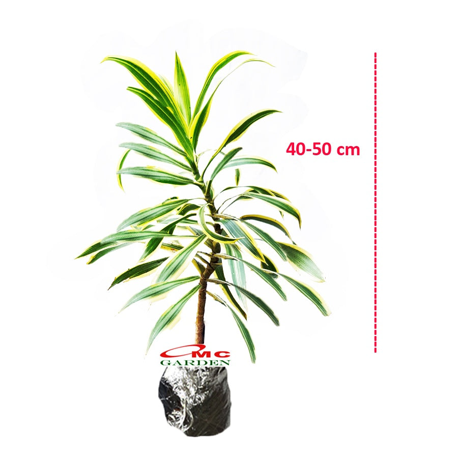 Tanaman Hias Dracaena Dracena Reflexa Wali Song of India SOI-4050